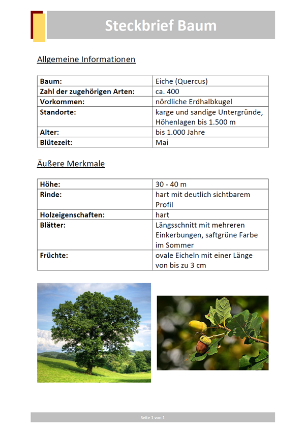 Vorlage / Muster: Steckbrief Baum