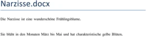 narzisse-fruehlingsblume-bewusst-geniessen