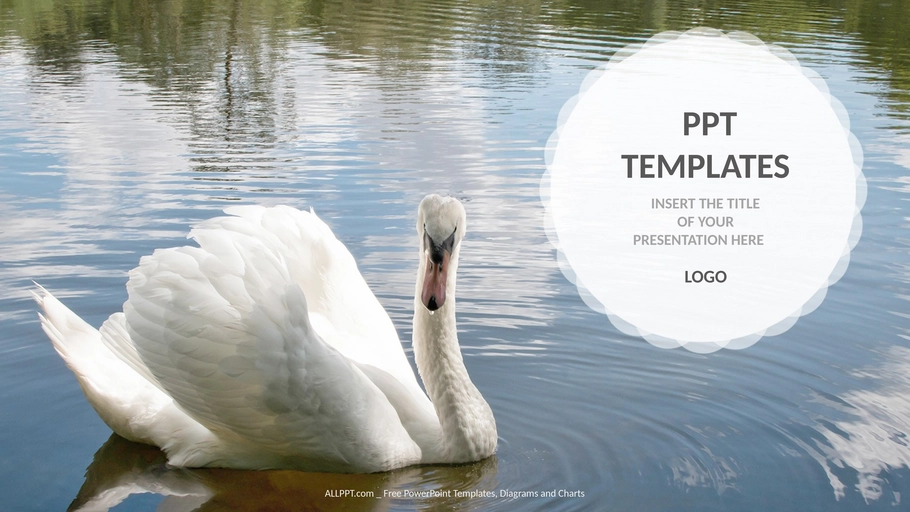 schwan-natur-praesentation-vorlage-widescreen.png