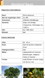 steckbrief-baum-eiche-vorlage