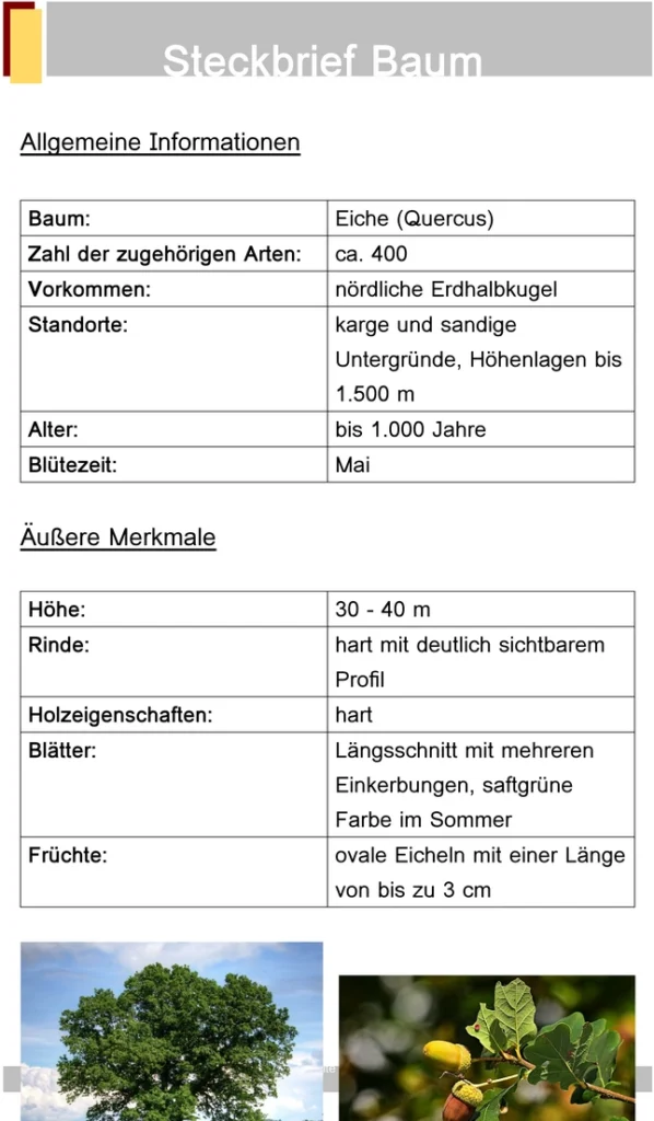 steckbrief-baum-eiche-vorlage