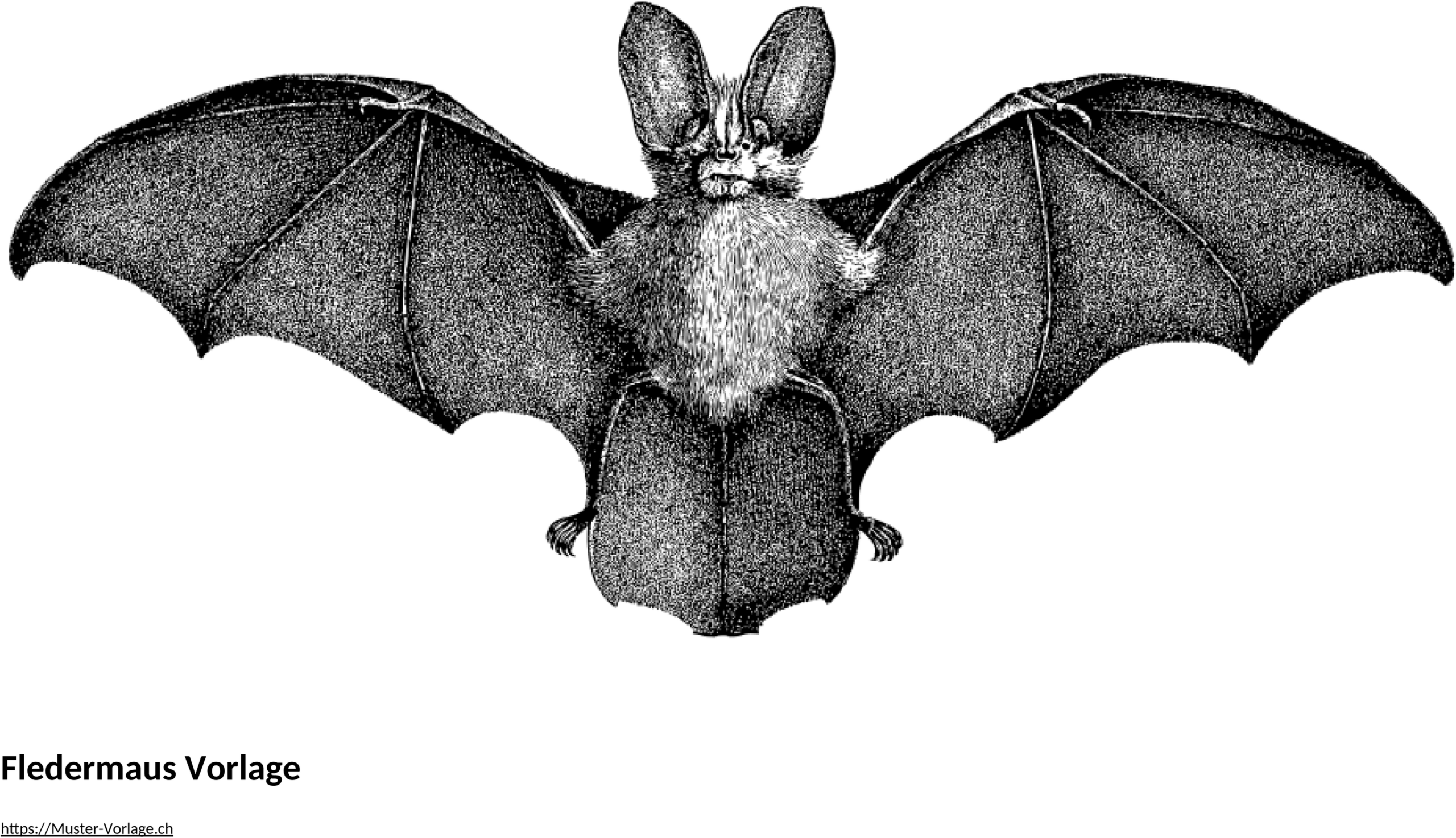 Word-Vorlage-Fledermaus